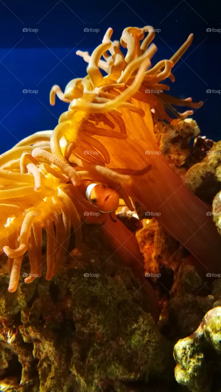 nemo