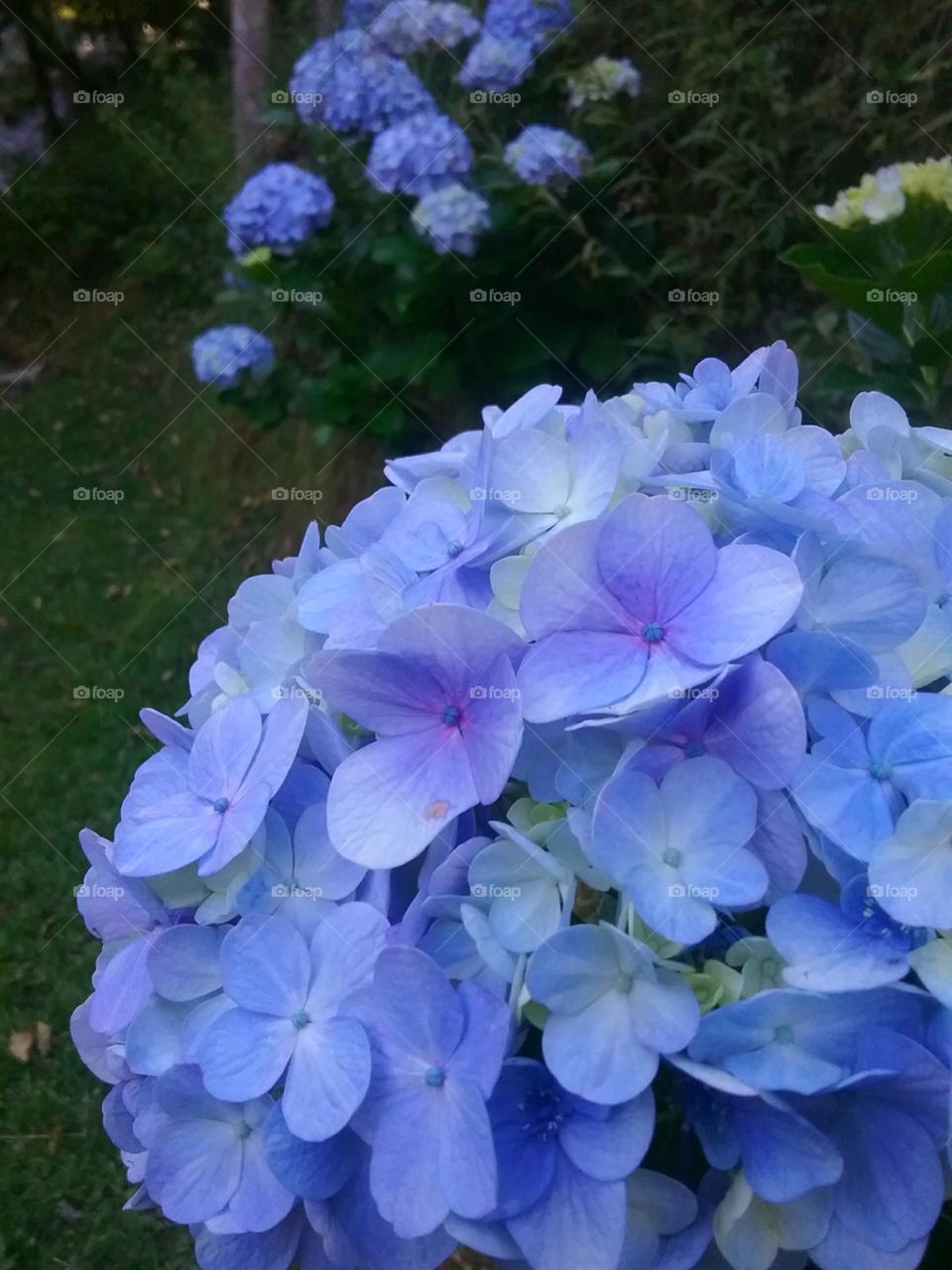 Hortencias. Criam sua cor conforme os ingredientes e especiarias do solo. Incríveis.