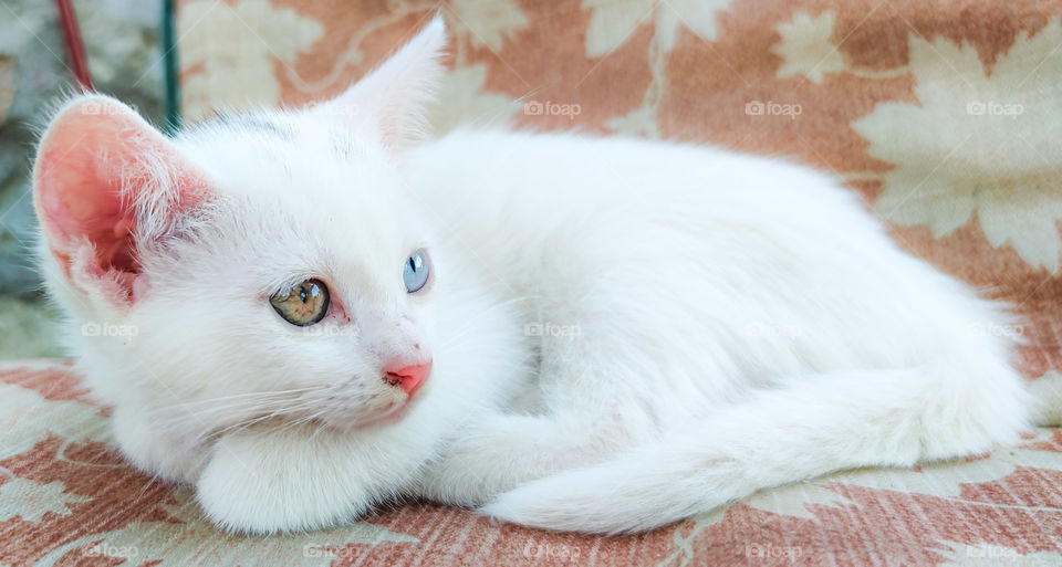 White kitty with different eyes