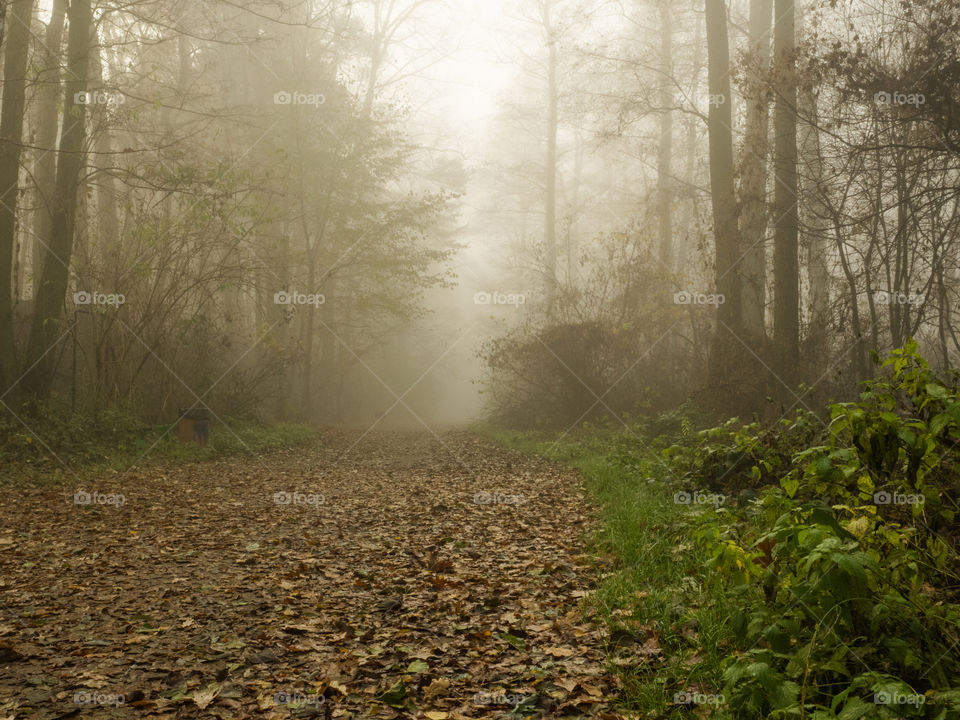 Tree in foggy forest during autumn