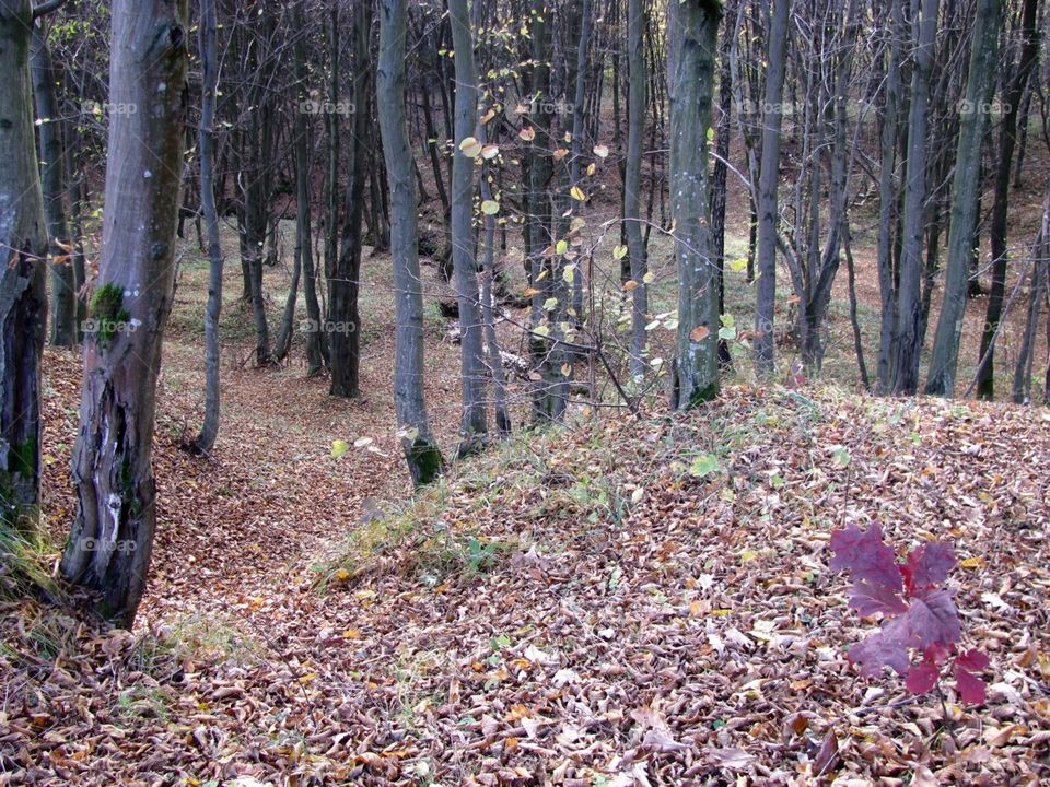 Autumn in the forest after rain