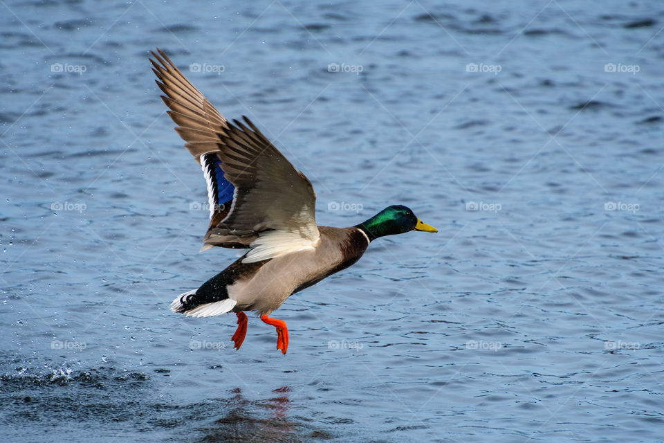 Beautiful colorful duck taking off from water in a flying still shot I captured. 