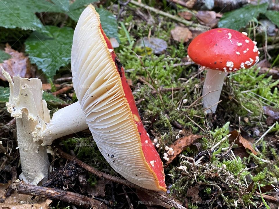 A red toadstools in the woods 