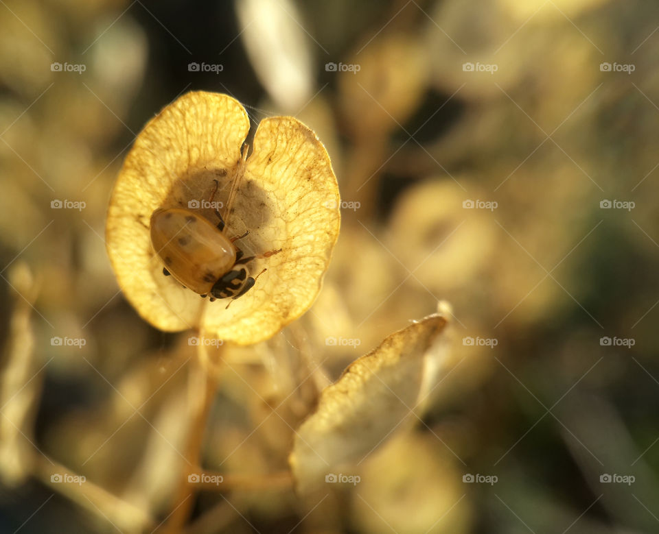 Ladybug on dry plant