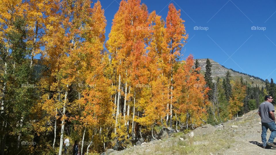 Fall, Wood, Tree, Leaf, Landscape