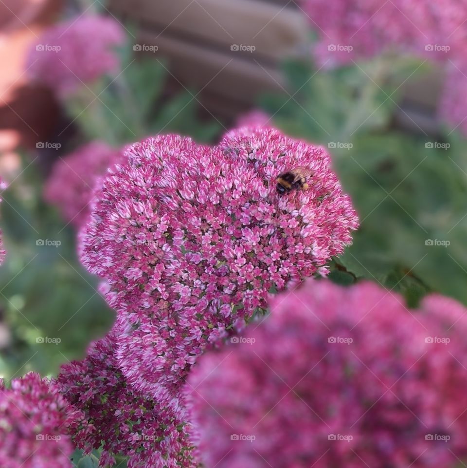 Bumble Bee Grabbing His pollen 🐝
