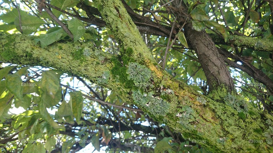 la conquista de los hongos