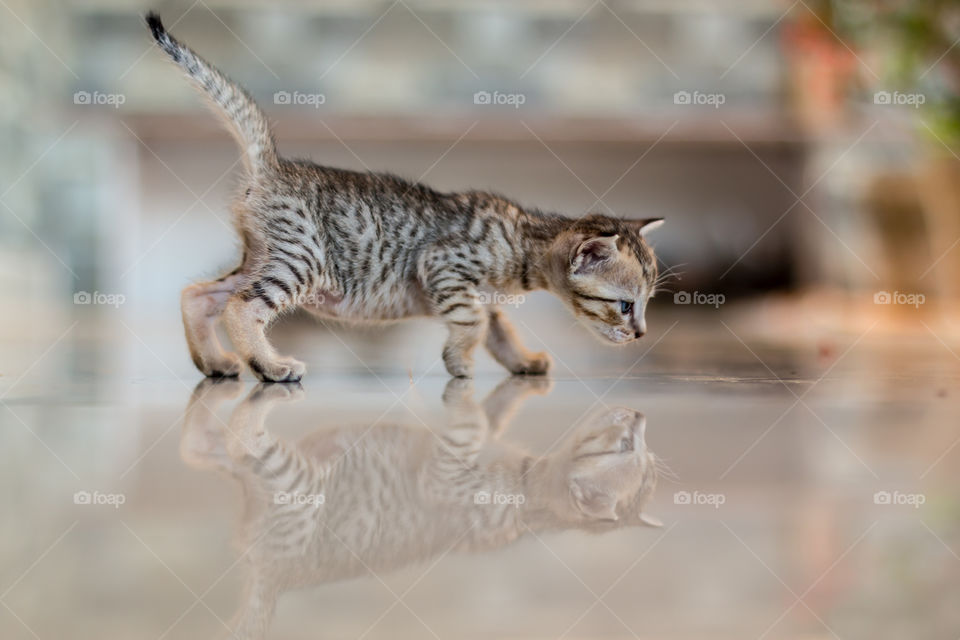 kitten reflection