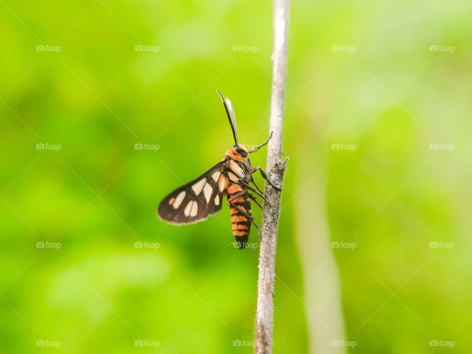 Insects on the tree.