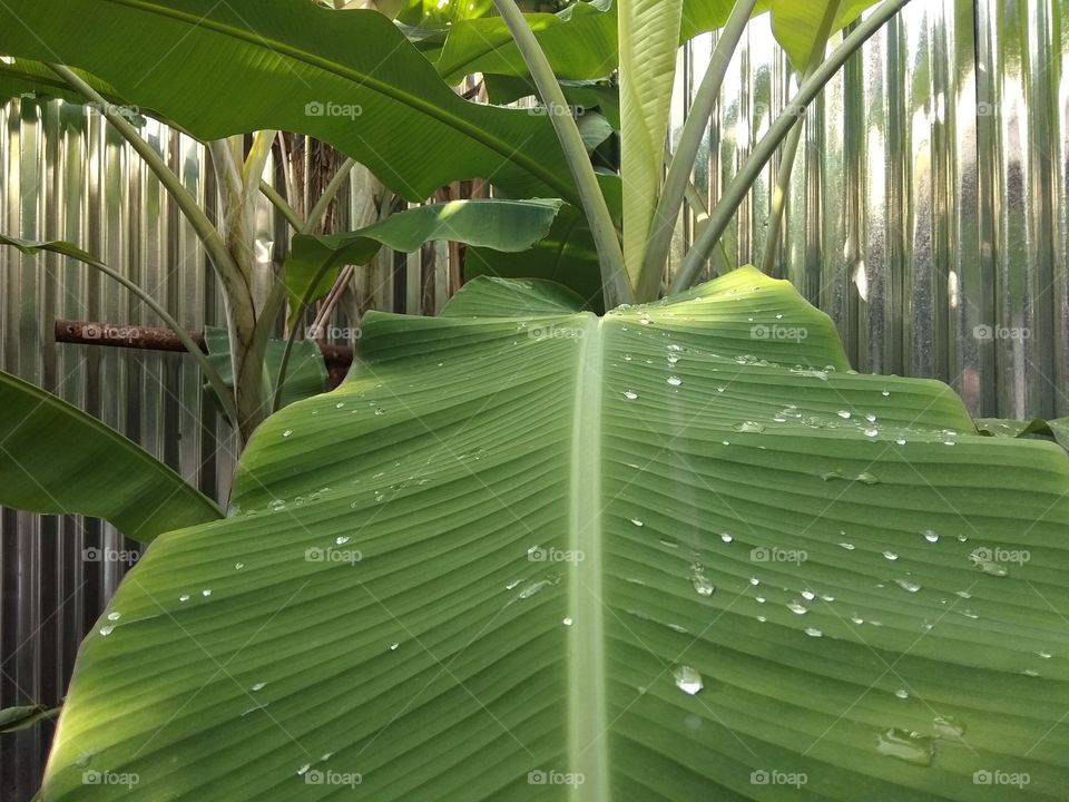 banana leafs