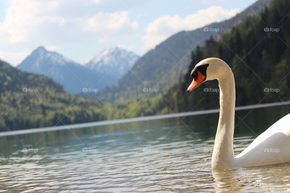 A white swan in a lake