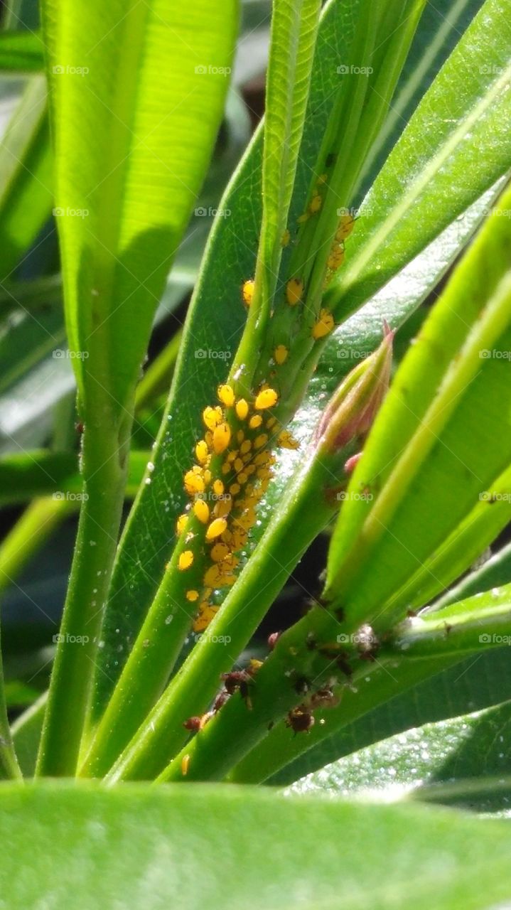 gathering of aphids