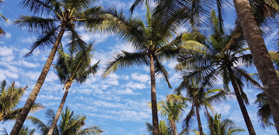 Palm, Beach, Tropical, Coconut, Seashore