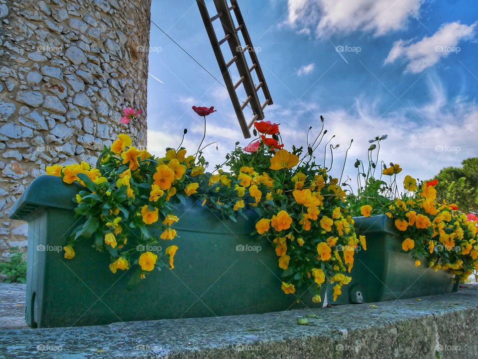 Flowers in provence 