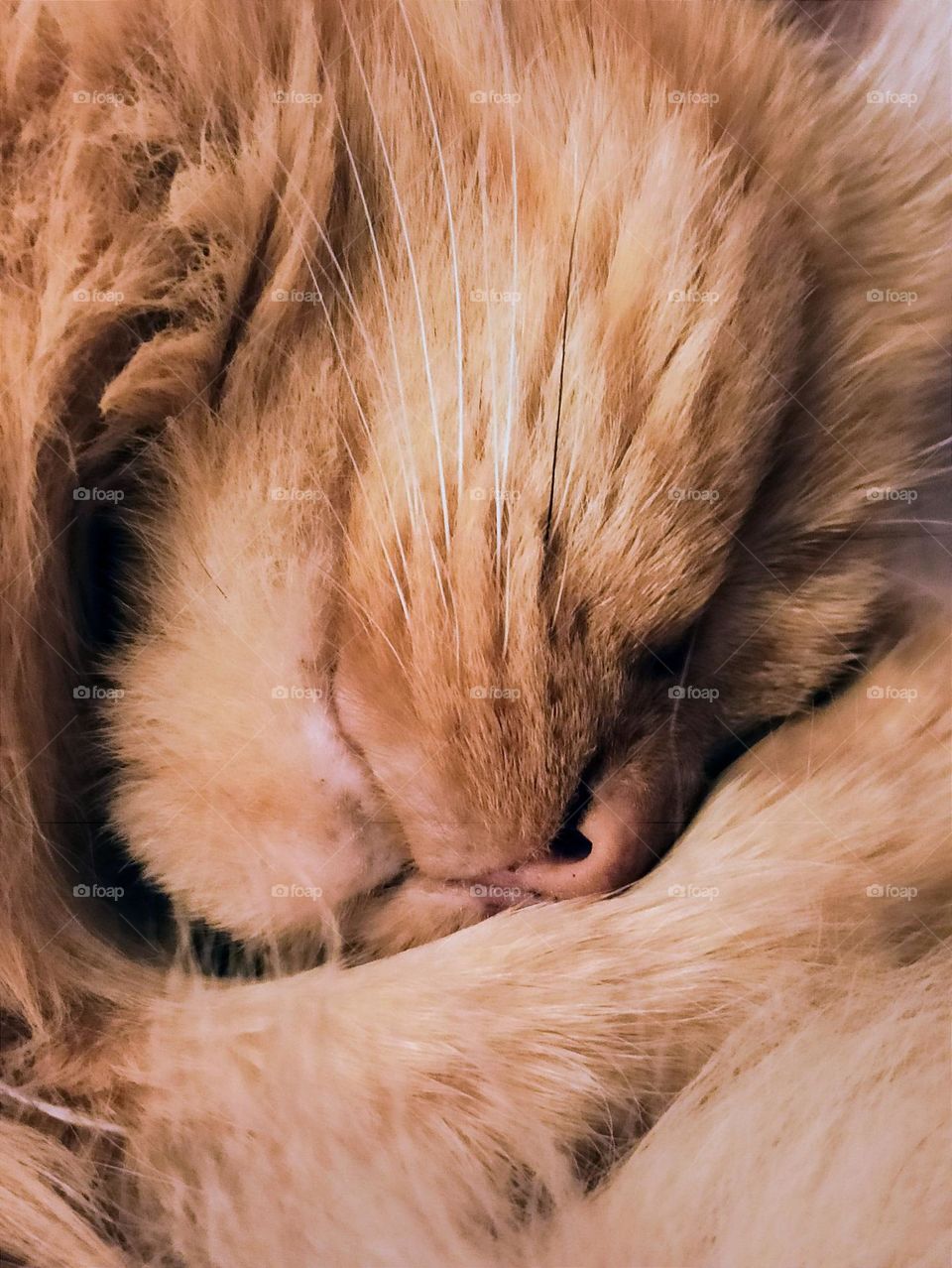 ginger cat, sleeping cat, midsection, ginger, animal, pets, friend, family member