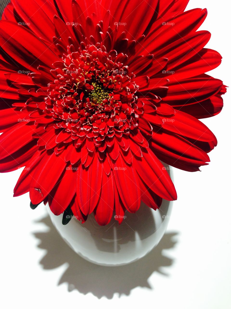 Red gerbera daisy in vase