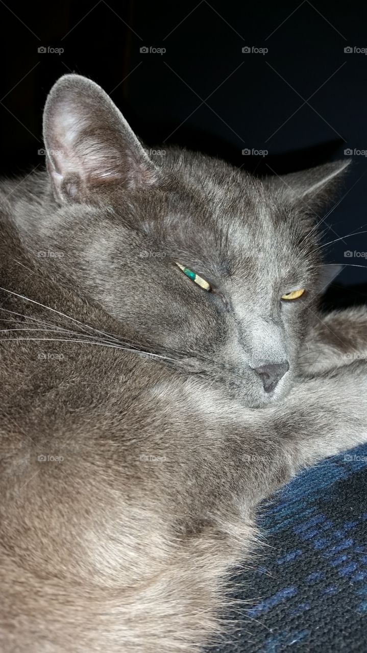 Grey Cat Green Yellow Eyes