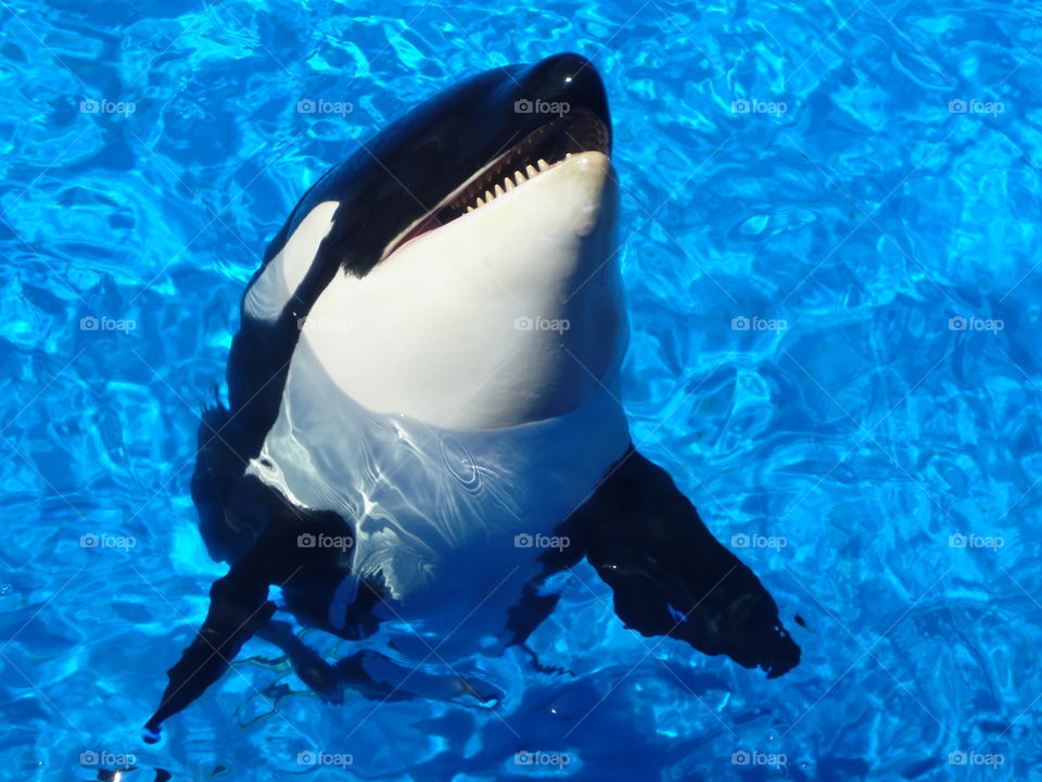 baby killer whale