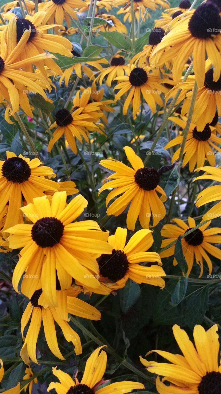 black eyed susans