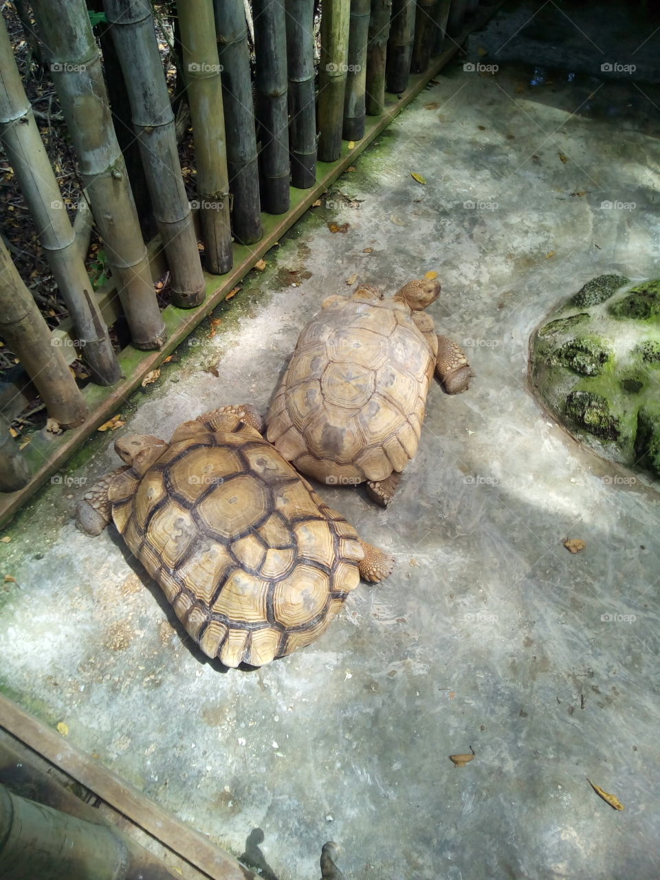 Tortoises #JamWestAdventurePark #IslandLife #JamaicaThroughMyEyes
