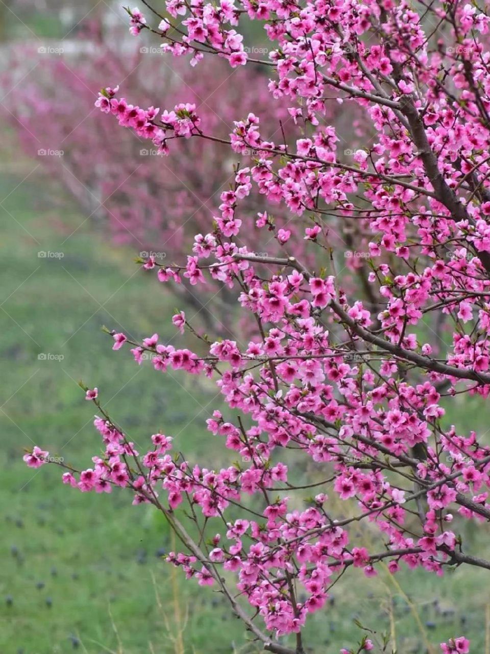 Spring pink flowers are messengers of love, forgiveness, hope and they give a lot of peace to the beautiful nature of spring...