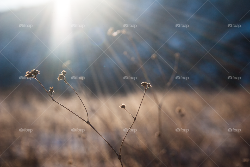 Close-up Wild Spring Golden Grass in the Field with Dramatic Light of Sunset. Retro Spring Morning Nature Background