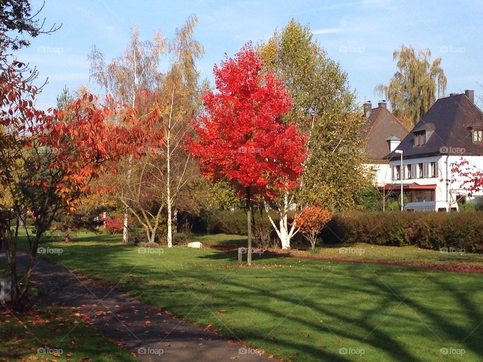 Red tree