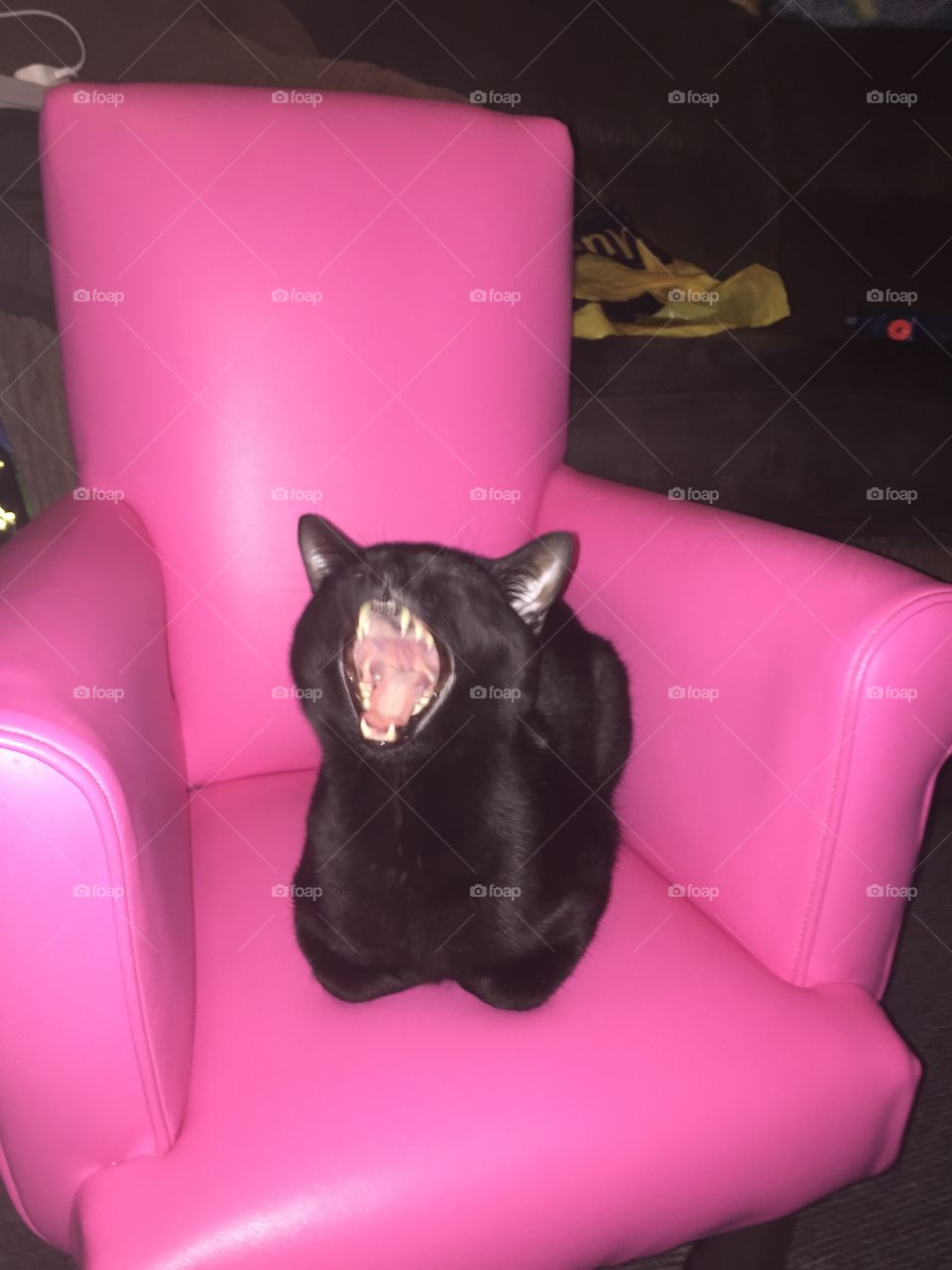 Yawning cat