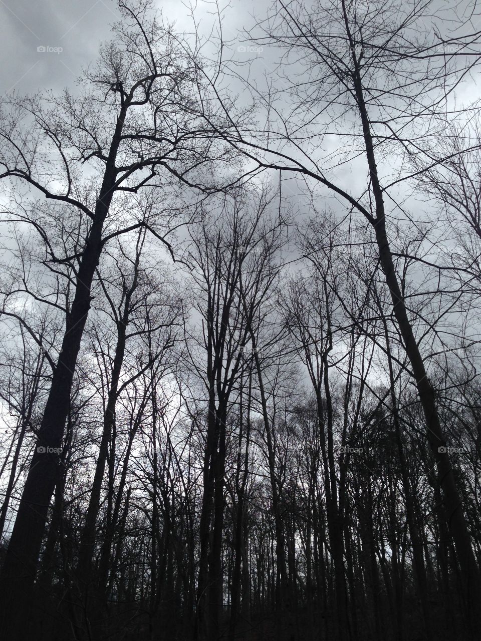 Low angle view of silhouetted bare trees
