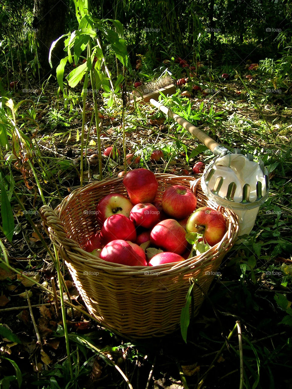 sweden apples skåne höst by ylvafloreman