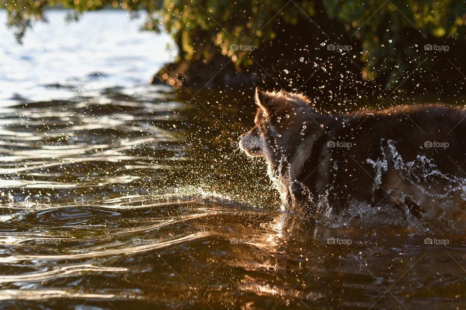 Dog playing in water