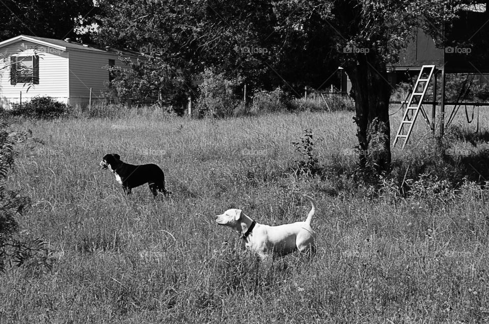 Two dogs in a field on the farm and done in black and white