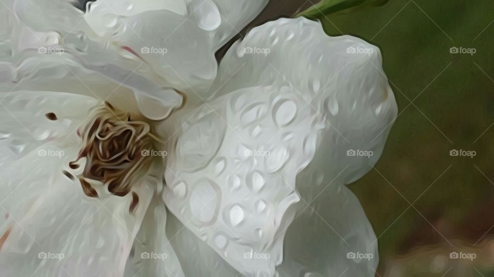 white rose and raindrops closeup