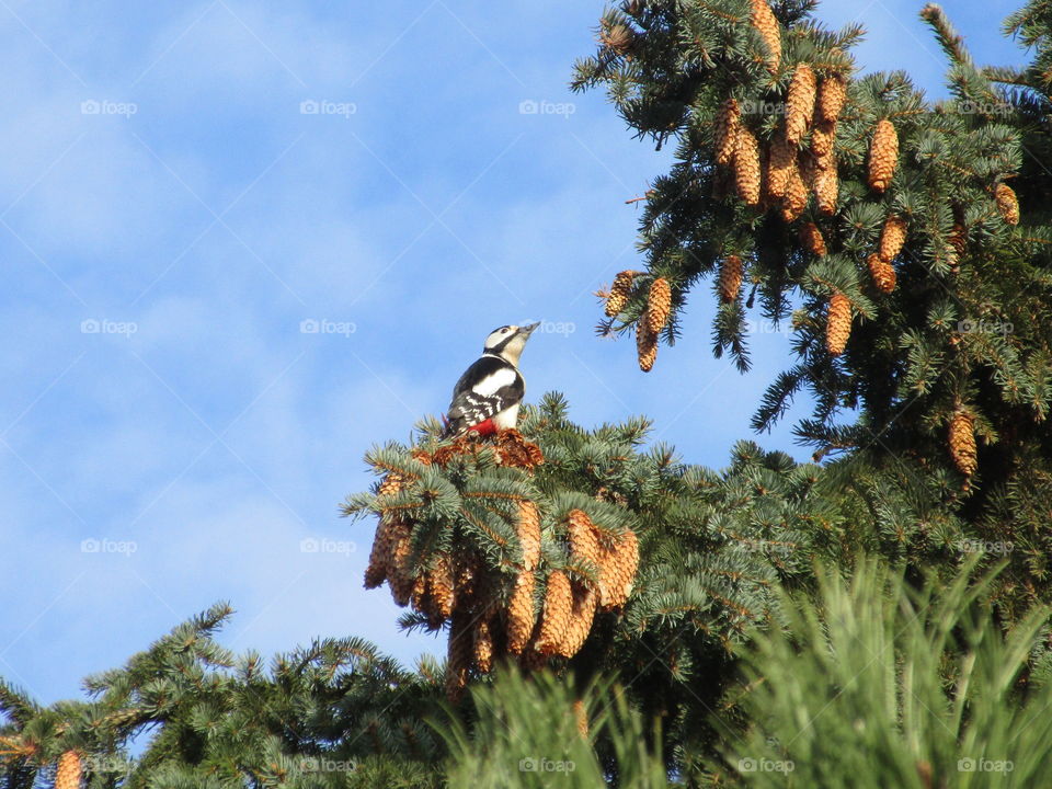 woodpecker on a tree