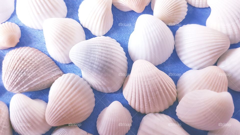 Sea Shells