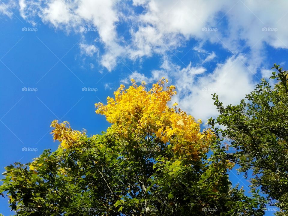 autumn colors in sunny day