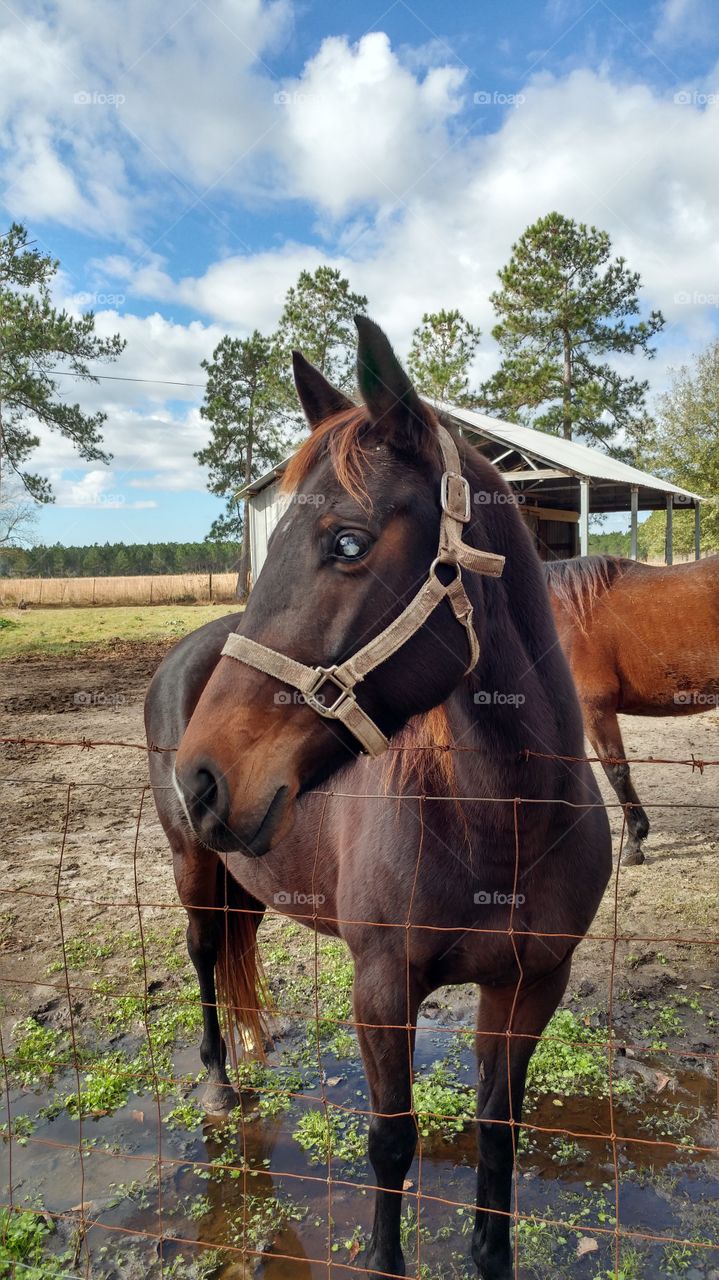 majestic horse