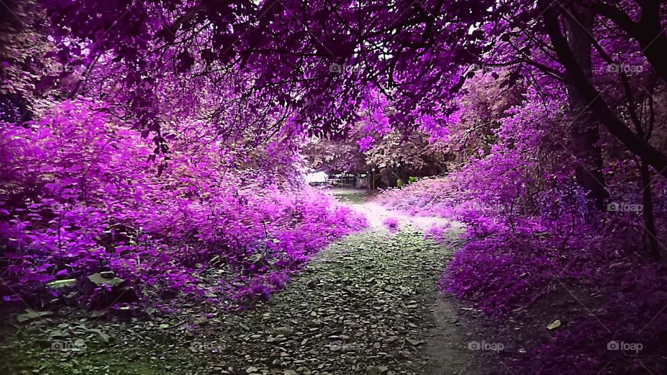 purple forest way