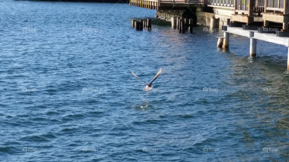 Seagull taking flight