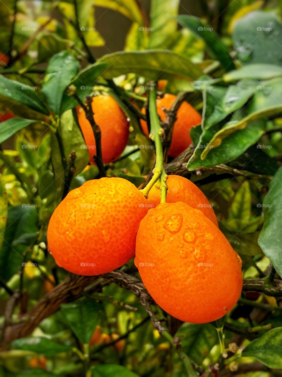 Foap Mission Fruits! Fruits on the Tree With Morning Dew!