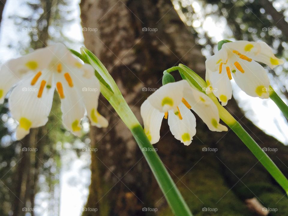 Wild snowdrops in the forest