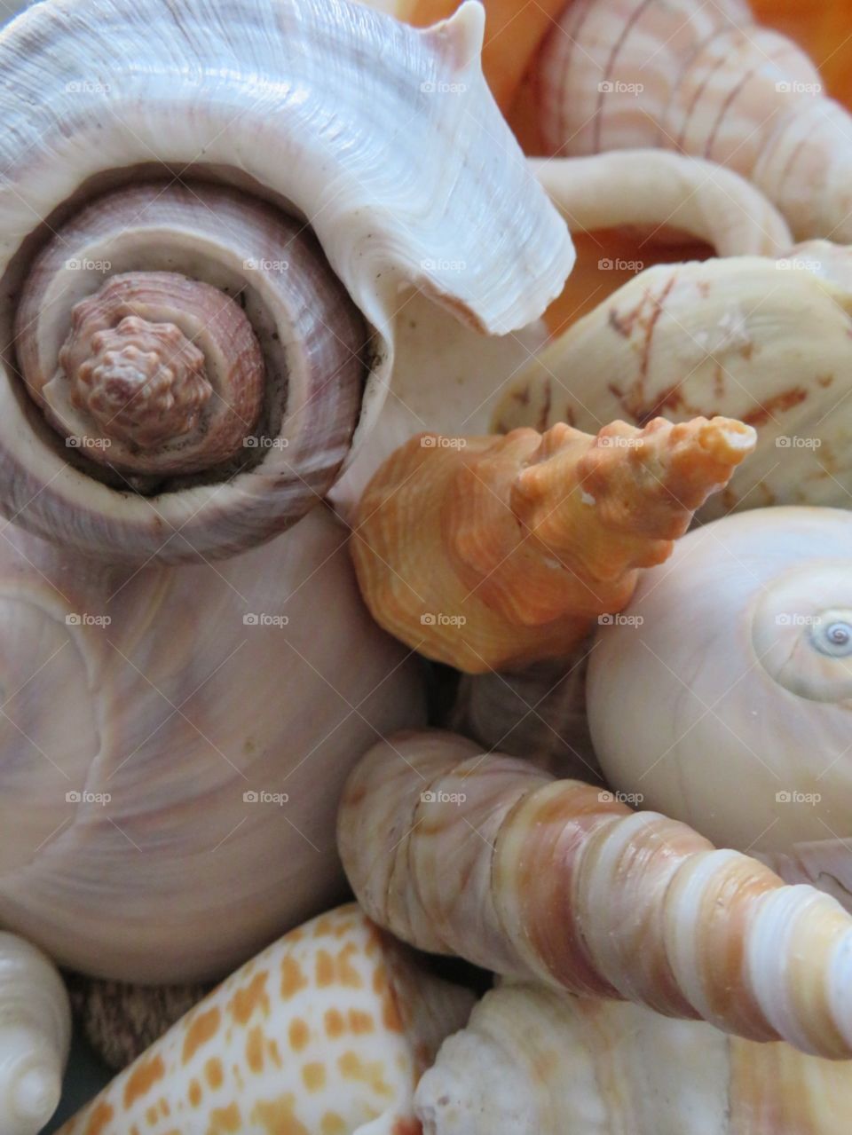 Detail of shells 