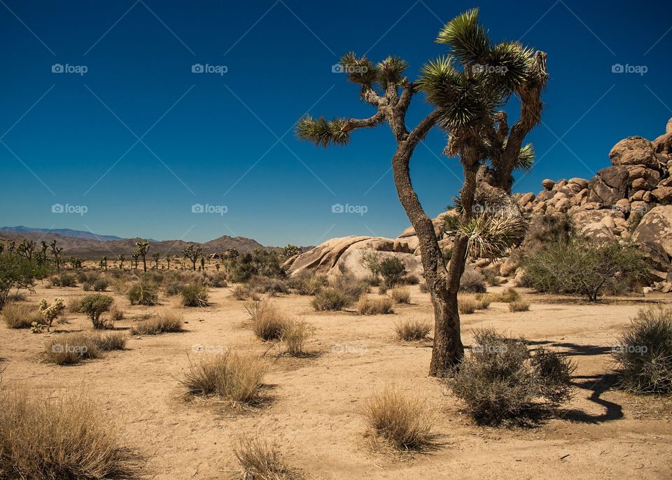 Joshua Tree Against Vivid Blue Sky & Sandy Desert Floor