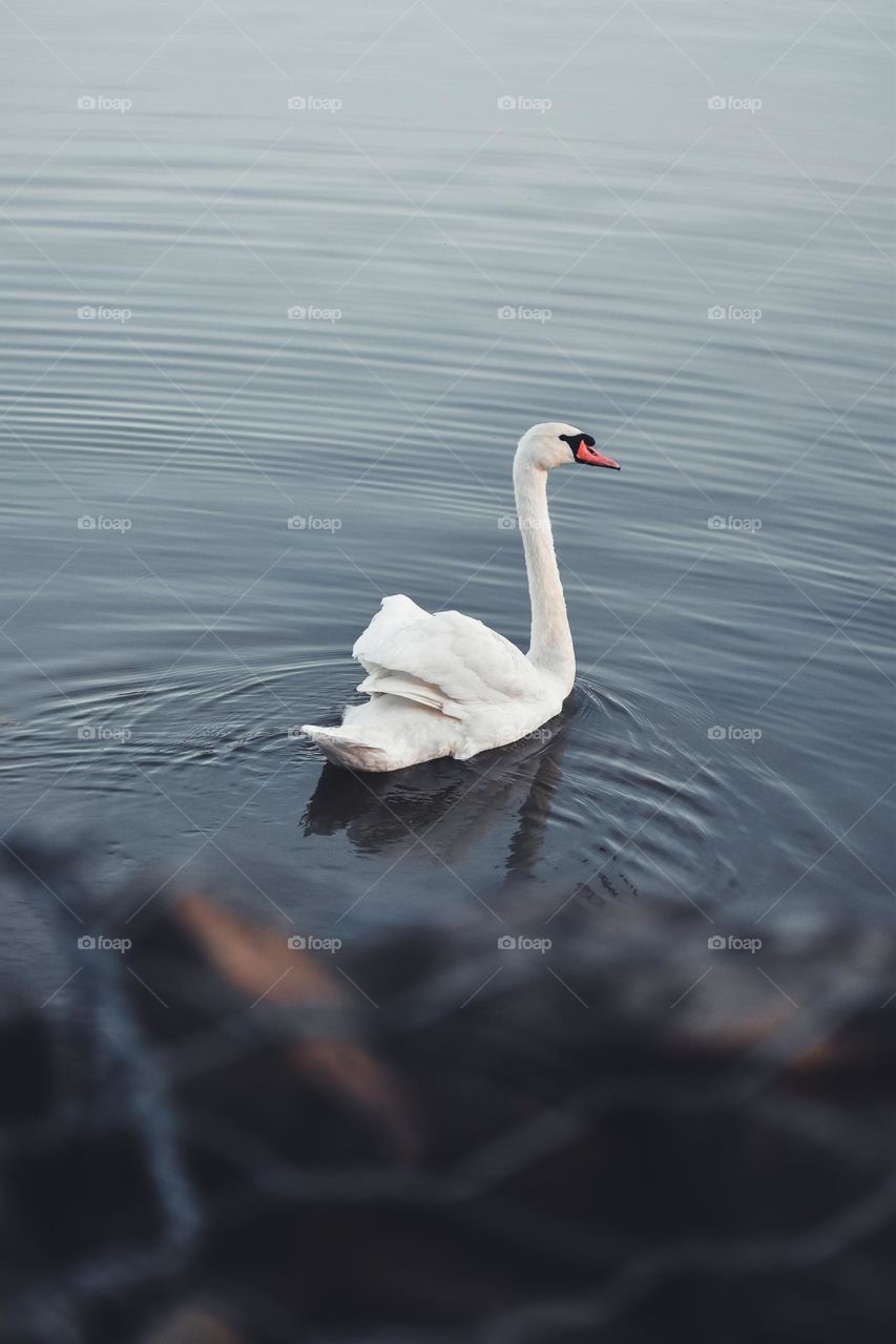 a white swan