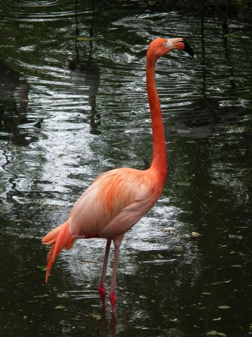 Beautiful pink Flamingo, elegant, Polish ZOO park