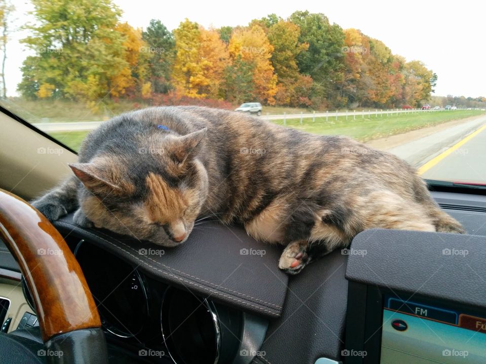 Sleepy cat in car
