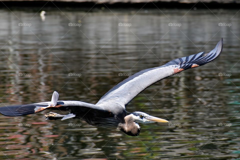 blue heron glides