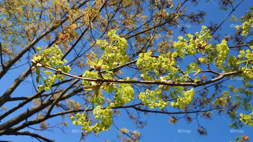 First signs of spring💚 Nature awakens💚 Flowering 💚