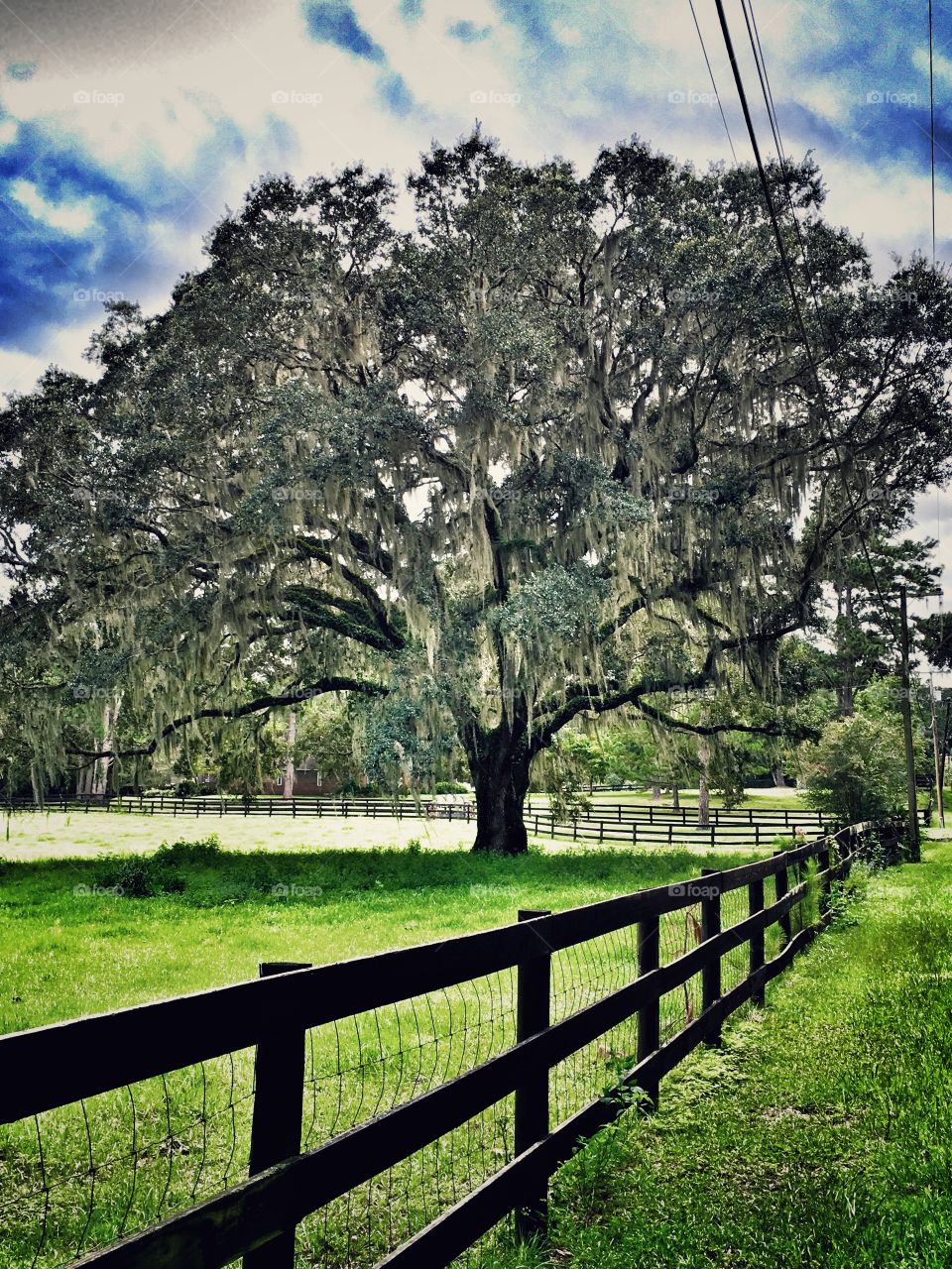 Trees in fenced pasture