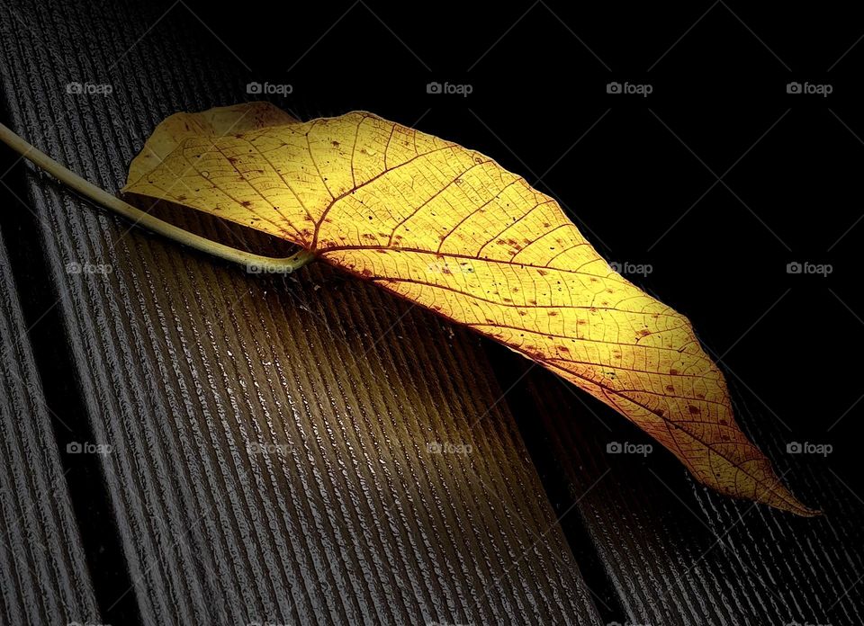leaf in the ground 